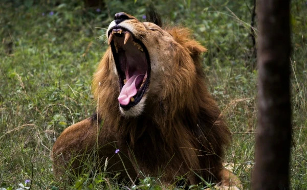 Banerghatta National Park Jeep Safari, Zoo and Butterfly Park Visit