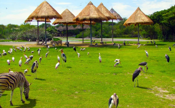 Safari World tour with lunch (sharing basis)