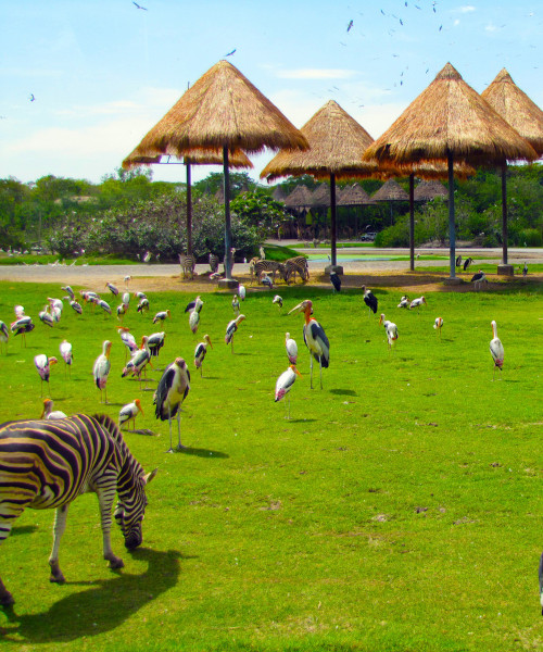 Safari World tour with lunch (sharing basis)