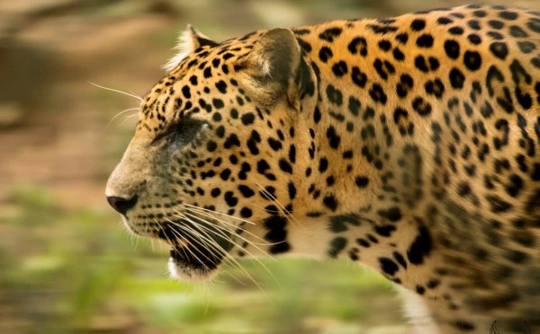 Banerghatta National Park Jeep Safari, Zoo and Butterfly Park Visit