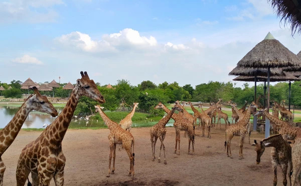 Safari World tour with lunch (sharing basis)