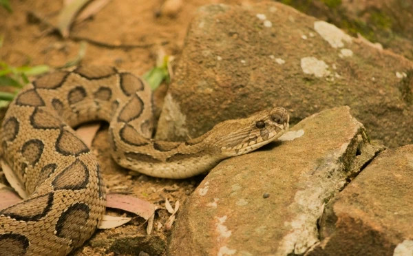 Banerghatta National Park Jeep Safari, Zoo and Butterfly Park Visit