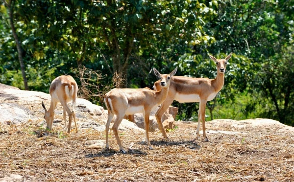 Banerghatta National Park Jeep Safari, Zoo and Butterfly Park Visit