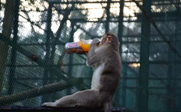 Banerghatta National Park Jeep Safari, Zoo and Butterfly Park Visit