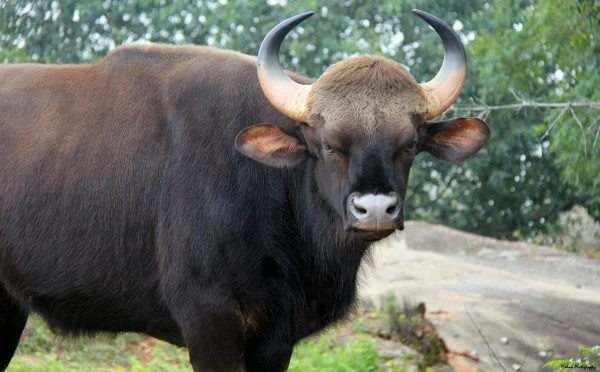 Banerghatta National Park Jeep Safari, Zoo and Butterfly Park Visit