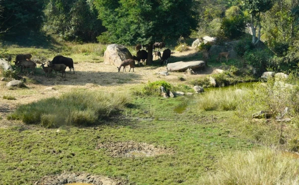 Banerghatta National Park Jeep Safari, Zoo and Butterfly Park Visit