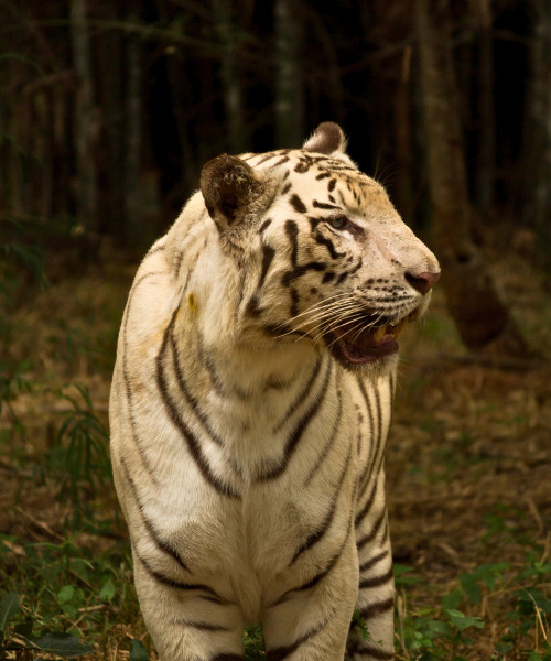 Banerghatta National Park Jeep Safari, Zoo and Butterfly Park Visit