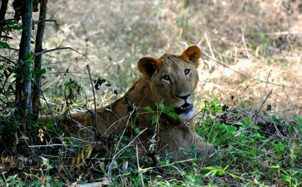 Banerghatta National Park Jeep Safari, Zoo and Butterfly Park Visit