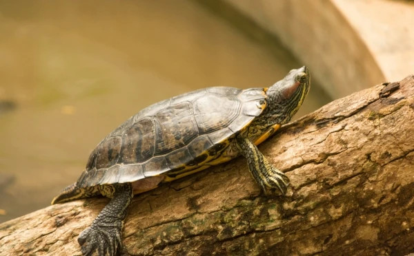 Banerghatta National Park Jeep Safari, Zoo and Butterfly Park Visit