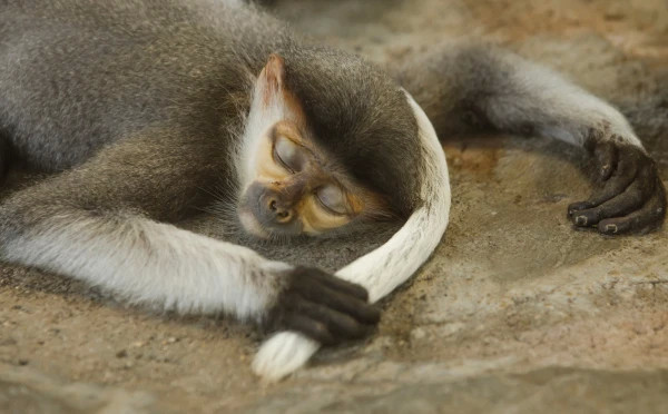 Safari World tour with lunch (sharing basis)