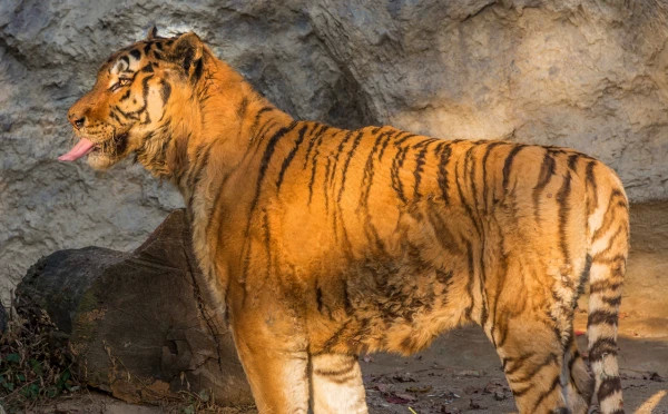 Safari World tour with lunch (sharing basis)