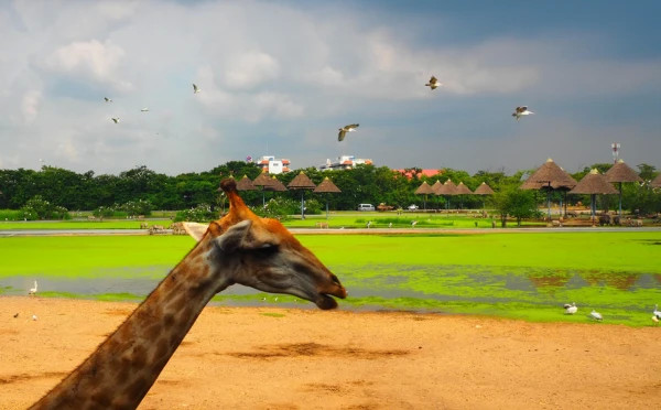 Safari World tour with lunch (sharing basis)