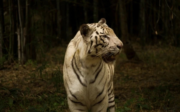 Banerghatta National Park Jeep Safari, Zoo and Butterfly Park Visit