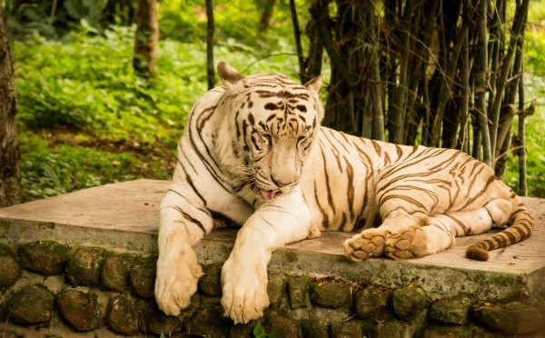 Banerghatta National Park Jeep Safari, Zoo and Butterfly Park Visit