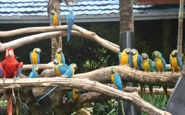 Safari World tour with lunch (sharing basis)