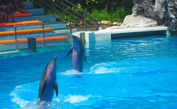 Safari World tour with lunch (sharing basis)