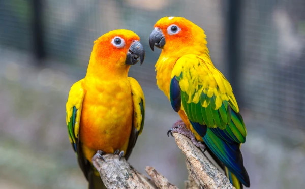 Safari World tour with lunch (sharing basis)