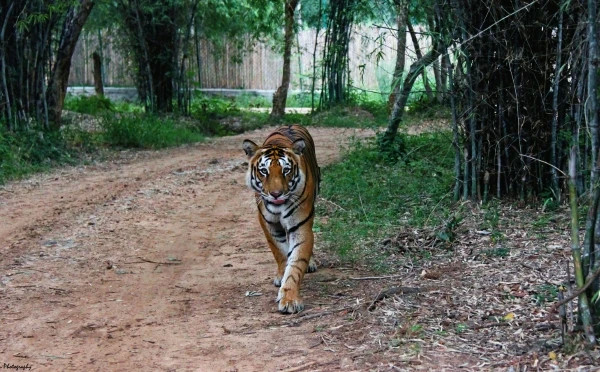 Banerghatta National Park Jeep Safari, Zoo and Butterfly Park Visit