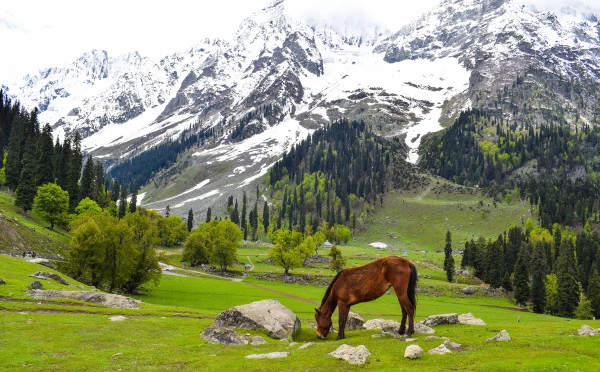 Jewels of Kashmir
