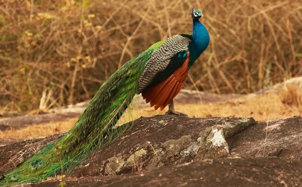 Scenic Exploration of Karnataka