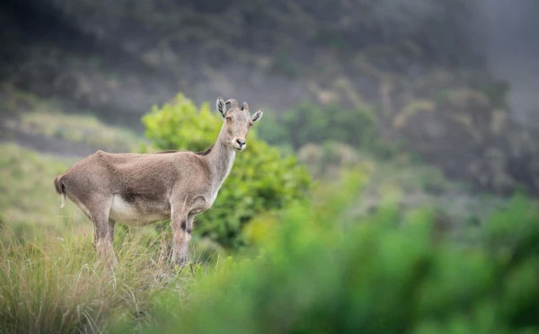 Discover Best of Kerala