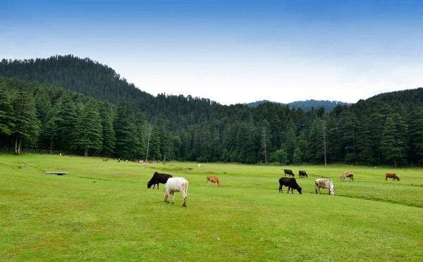 Mesmerizing Havenland of Himalayas