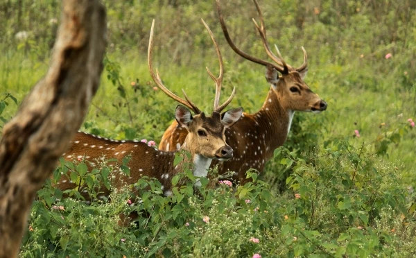 Scenic Exploration of Karnataka