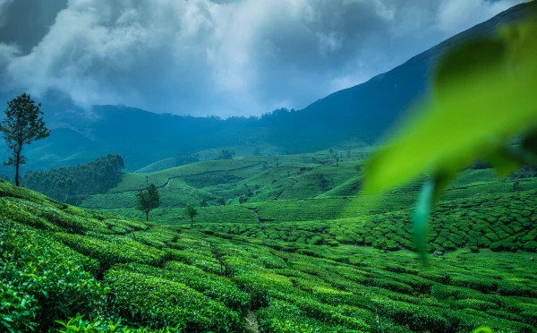 Discover Best of Kerala