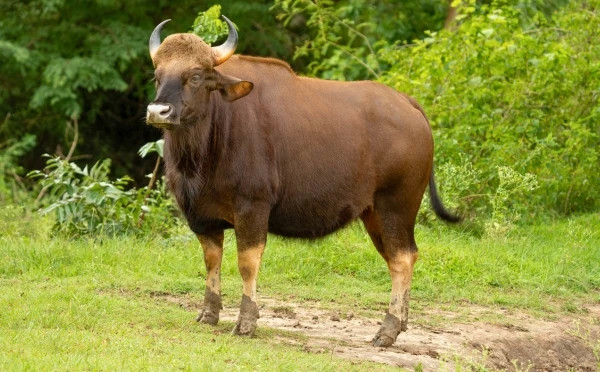 Scenic Exploration of Karnataka