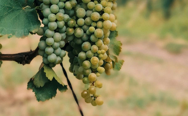 Enchanting Georgia - 5 Days 4 Nights