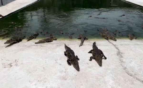 Tiger Topia Zoo - Photo Shoot with Tiger