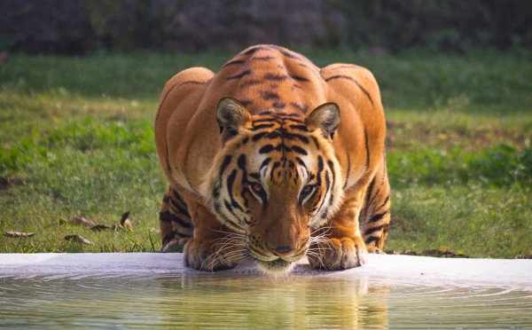 Tiger Topia Zoo - Photo Shoot with Tiger