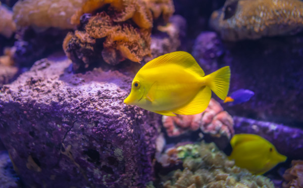 The Lost Chambers Aquarium