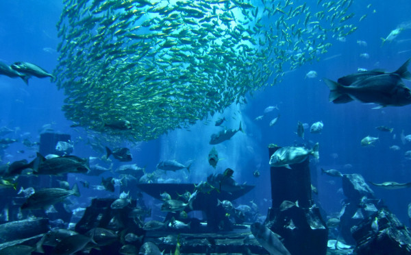 The Lost Chambers Aquarium