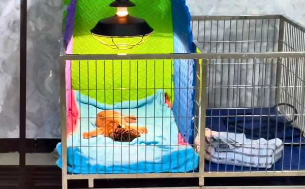 Tiger Topia Zoo - Photo Shoot with Tiger