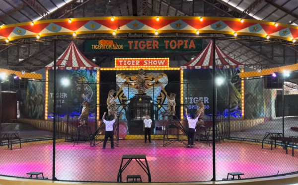 Tiger Topia Zoo - Photo Shoot with Tiger