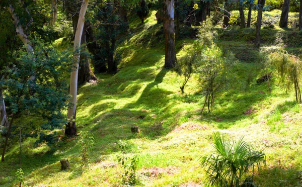 Batumi botanical garden