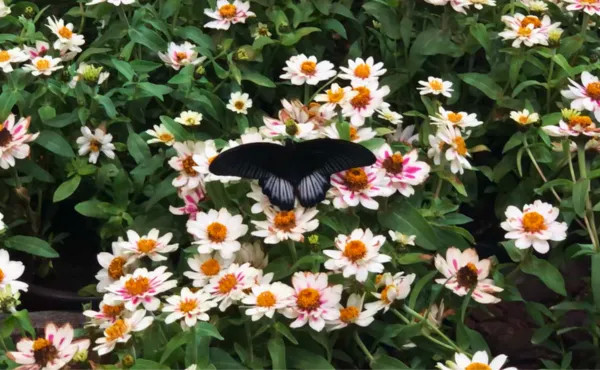 Butterfly Garden