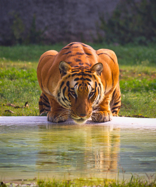 Tiger Topia Zoo - Photo Shoot with Tiger
