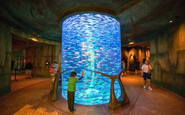 The Lost Chambers Aquarium