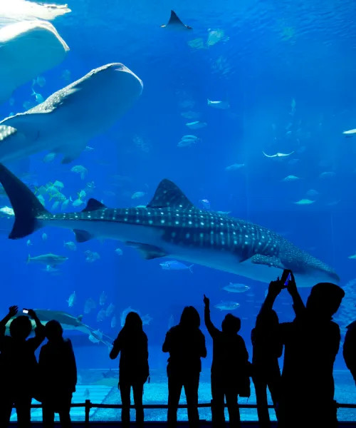 Dubai Aquarium and Underwater Zoo