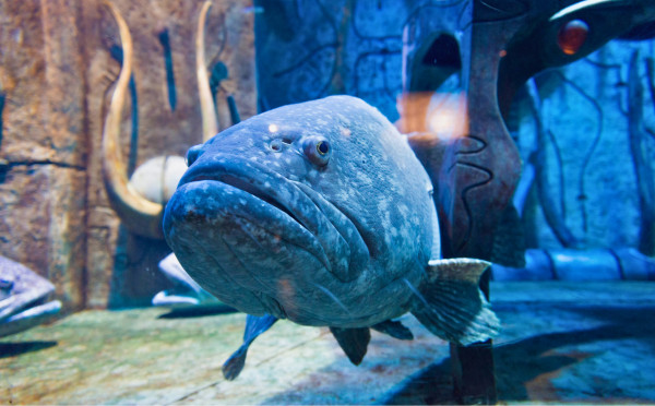 The Lost Chambers Aquarium