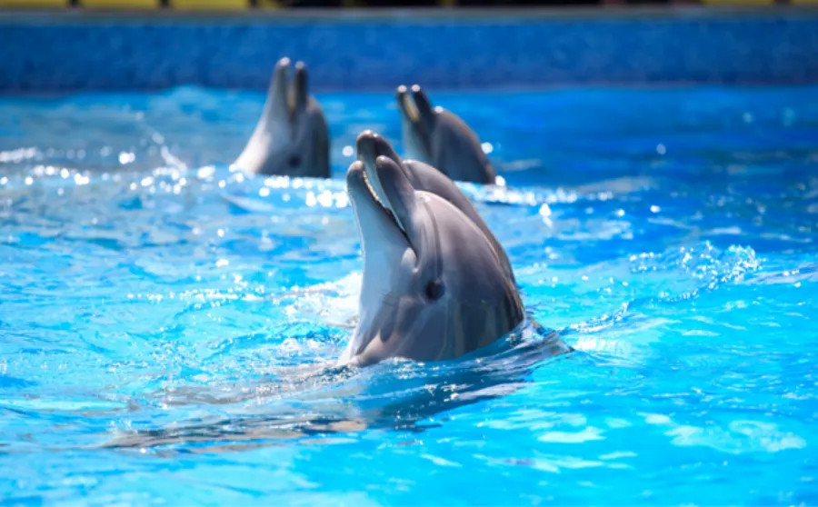 Dubai Dolphinarium (General Pass)