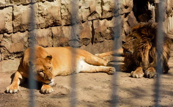 Baku Zoological Park 