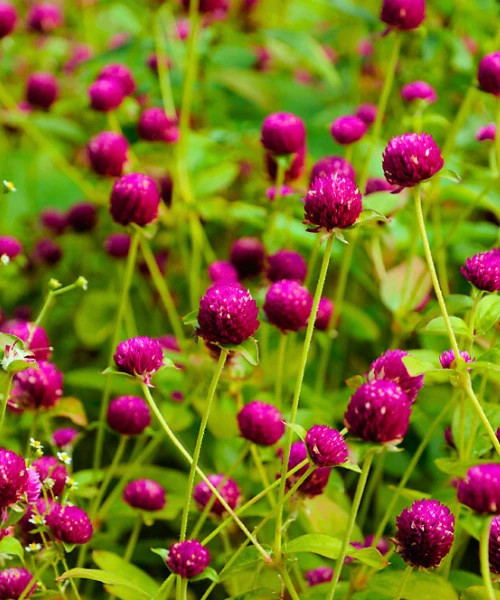 Batumi botanical garden