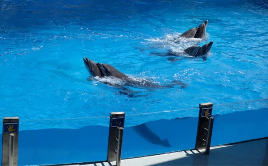 Dubai Dolphinarium (General Pass)