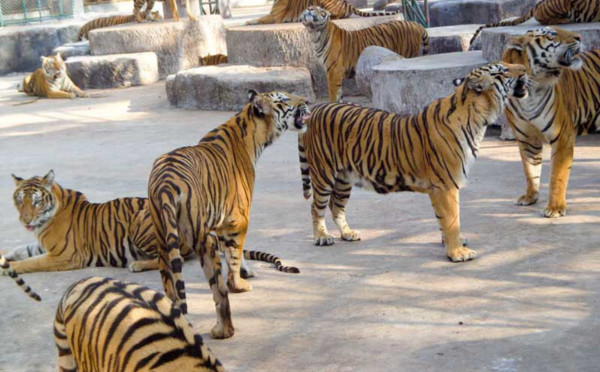 Tiger Topia Zoo - Photo Shoot with Tiger