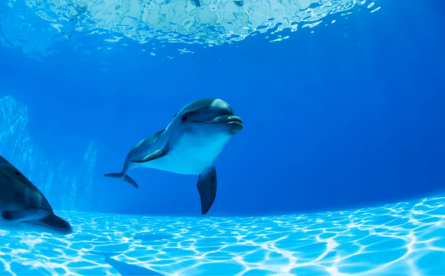 Dubai Dolphinarium (General Pass)