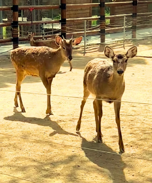 Baku Zoological Park 