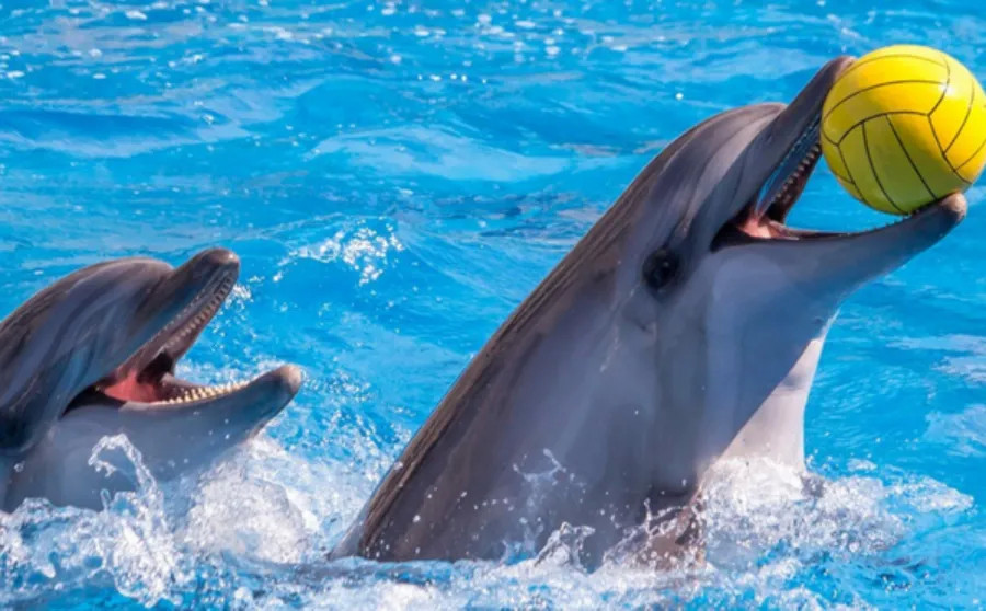 Dubai Dolphinarium (General Pass)